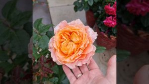 Rose Caraluna