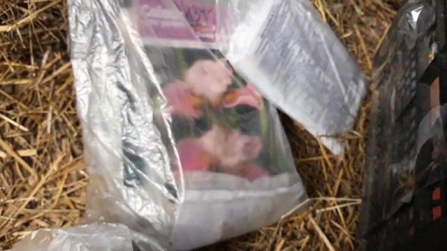 Мои ошибки/Рассада/Разбор "полета"!/ Не повторяйте!/Как теперь мне исправить не знаю!/03.05.18 смотреть онлайн