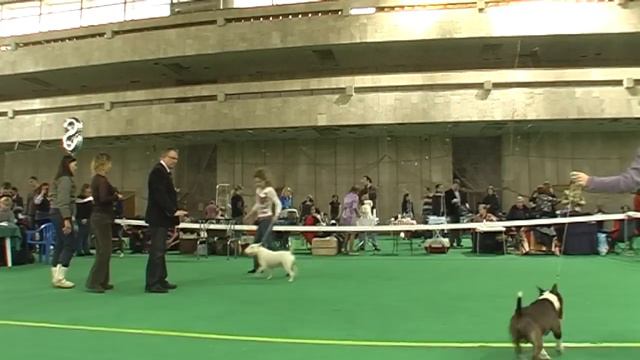 КЧК Терьер-Союз ринг миниатюрный бультерьер 27.02.2011.