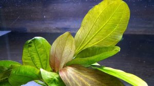 ЭХИНОДОРУС РЕНИ. Echinodorus 'Reni'. СЕКРЕТЫ ВЫРАЩИВАНИЯ