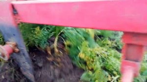 Уборка моркови.