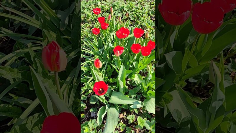 Красные тюльпаны в моём саду! #тюльпаны #красивыецветы