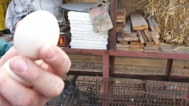 Кролики в вольере/Новости на птичьем дворе/Моя неудачная рассада/влог