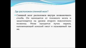 Спинной мозг.  Урок биологии.