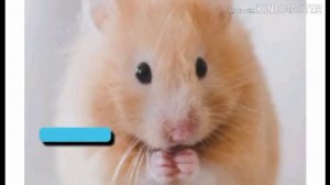 ПЛЮСЫ И МИНУСЫ ХОМЯКА!