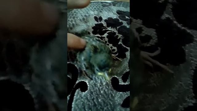 НАШЁЛ ВОРОБЬЯ УПАЛ С КРЫШИ МОЕГО ДОМА!!!!!!!!!! смотреть онлайн