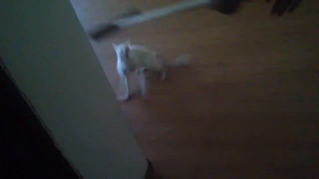 Кот чудит смотреть онлайн