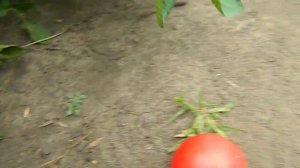 Томат Чудо посола.