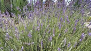 Чем так ценна Лаванда, польза и вред!