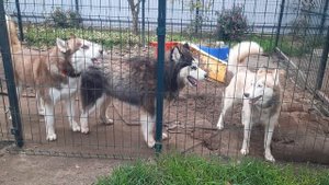 Хаски Байкал ругает сына Макса. Эх,молодёжь