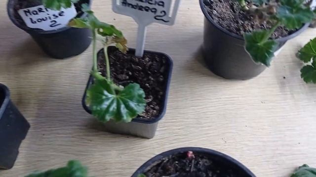 Fringed Patricia Andrea обзор на 08.03.2023. укоренение тюльпановидных пеларгоний смотреть онлайн