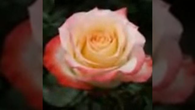 Bi Pink Roses смотреть онлайн