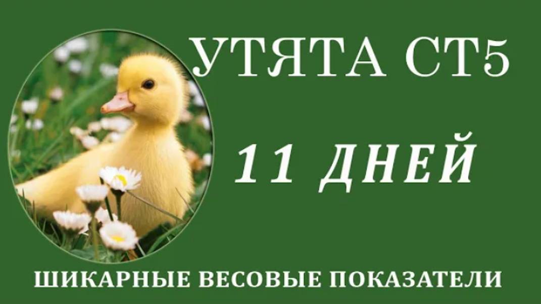 Заработки на инкубации, мы попали на деньги - УЖАСНОГО КАЧЕСТВА ЯЙЦО.Взвешивание бройлерной утки ст5