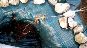 Виноград. 2 главных ошибки при ПОСАДКЕ, которые НЕВОЗМОЖНО исправить. Не сади свой виноград так!