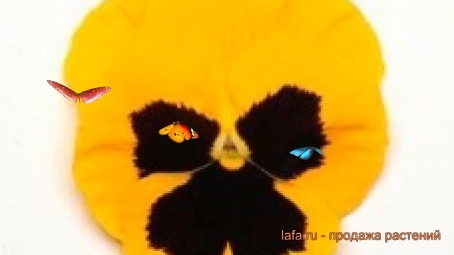 Виола крупноцветковая Еллоу Блотч ? виола Еллоу Блотч обзор: как сажать семена виолы Еллоу Блотч смотреть онлайн