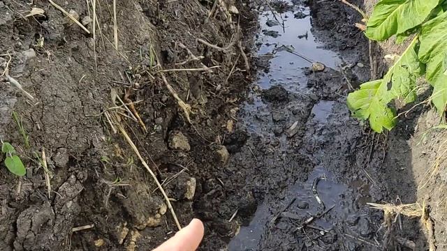 ДРЕНАЖ НА УЧАСТКЕ ЕСТЬ, А ТОЛКУ НЕТ ЧТО ДЕЛАТЬ смотреть онлайн