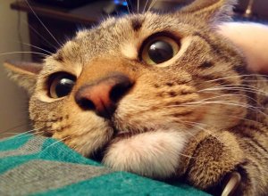 КОТЫ ПРИКОЛЫ 2022 ЛУЧШИЕ ПРИКОЛЫ С ЖИВОТНЫМИ