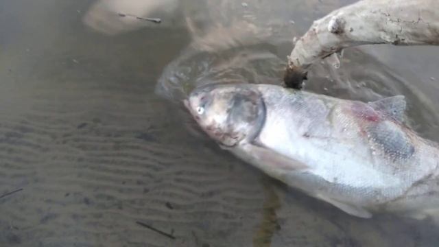 ПАРАЗИТЫ в рыбе!!! Белый гигант приплыл умирать смотреть онлайн