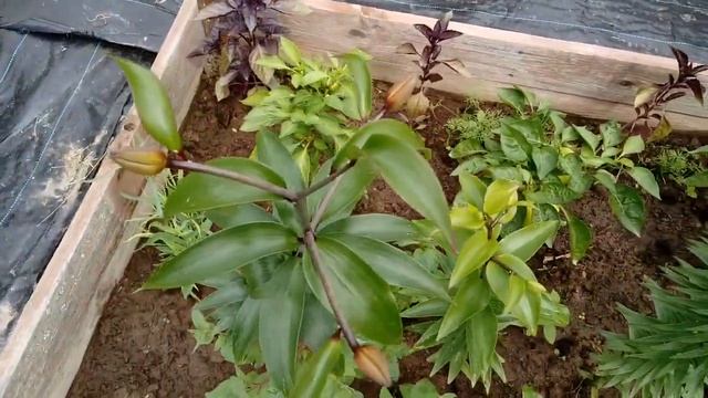 Лилии в цвету. Легкий способ разведения. смотреть онлайн