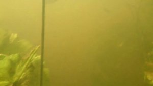 Подводная съёмка р. Оредеж
