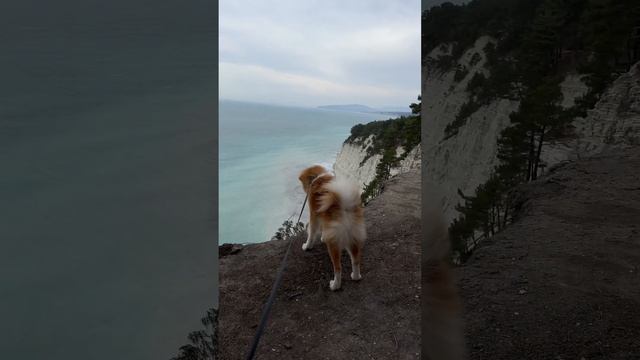 Акита ину | Море | Горы | Забавные животные #животные #собаки #акитаину смотреть онлайн