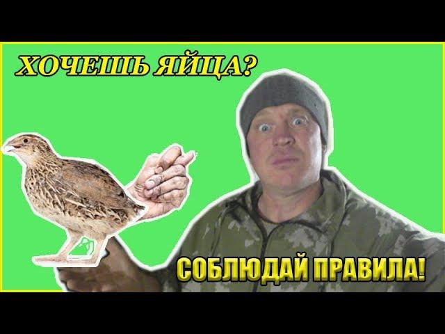 КАК УВЕЛИЧИТЬ ЯЙЦЕНОСКОСТЬ ПЕРЕПЕЛОВ / ПРАВИЛА СОДЕРЖАНИЯ ПЕРЕПЕЛОК