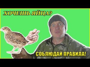 КАК УВЕЛИЧИТЬ ЯЙЦЕНОСКОСТЬ ПЕРЕПЕЛОВ / ПРАВИЛА СОДЕРЖАНИЯ ПЕРЕПЕЛОК