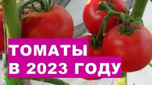 Томаты в 2023 году. Особенности выращивания помидоров в сложных погодных условиях