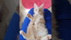 ДивоКун Романтика (2,5 месяца). Персиковый котенок мейн-кун (Female MCO е22)