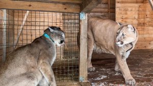 ПУМА Нала ВСТРЕЧАЕТСЯ С Пумычем И ИГРАЕТ С РЫСЬЮ Умкой / Мейн-кун Мелисса сильно раздулась