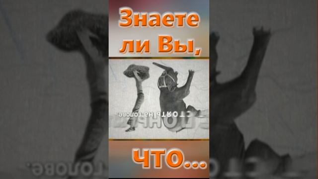 Знаете ли вы, Что? Слон