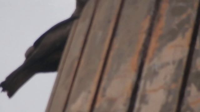 Nikon Coolpix S9600 Zoom Test Eagle on water Tank. смотреть онлайн