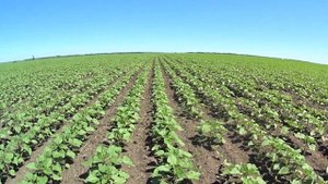 Подсолнечник под Экспресс. Limagrain. Euralis. Syngenta.