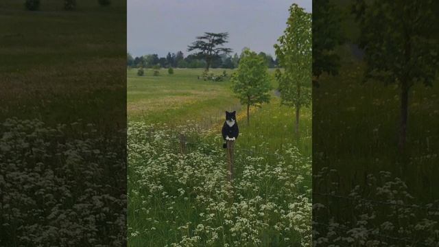 хорошая память саблиминал?? смотреть онлайн