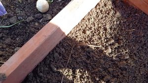Посадка ирисов осенью и весной , как и когда сажать ирисы