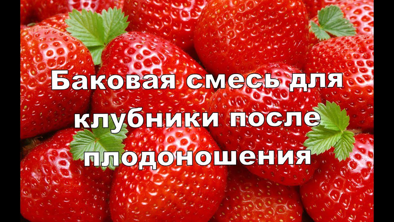 БАКОВАЯ СМЕСЬ ДЛЯ КЛУБНИКИ ПОСЛЕ ПЛОДОНОШЕНИЯ