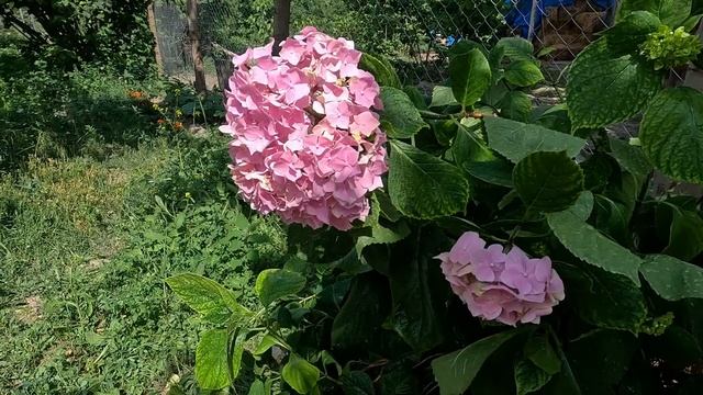 Приготовление Варенья из Белой Шелковицы  Азербайджанская Кухня Деревенская Кухня Рецепты