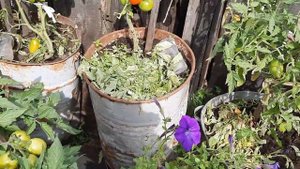 Уличные томаты в бочках. Самый лучший результат.