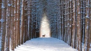 РАЙ ПЕРФЕКЦИОНИСТА