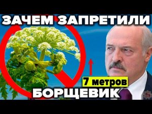 Борщевик - нас всех убьёт? Биооружие запада или ошибка генетиков?