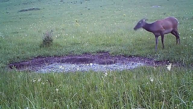 Животные в естественной среде. смотреть онлайн