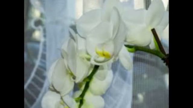 Виноградов В.Н. Урок № 74 Освобождение Человека от Демонической Сущности смотреть онлайн