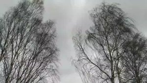 Как могут необыкновенно березы падать от ветра