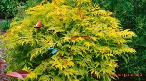 Бузина черная Голден Тауэ (golden tower) ? обзор: как сажать, саженцы бузины Голден Тауэ