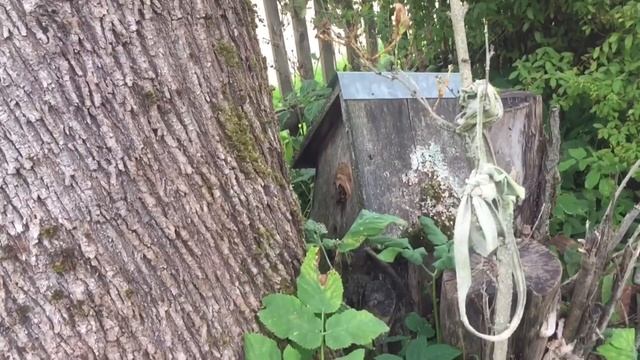 VLOG:Купил необычный дом в деревне!? /про участок /Баня /Река /Deaf смотреть онлайн