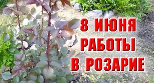 8 июня. Привела в порядок один розарий. Что пропало, а что вернулось к жизни