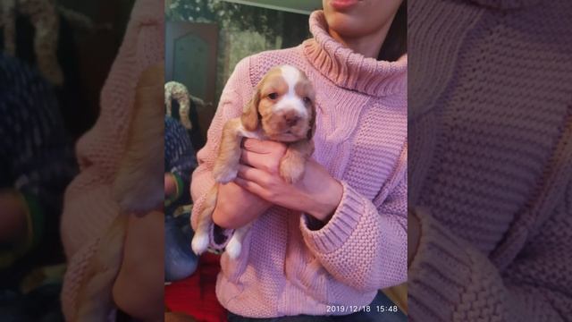 Щенки Английского кокер спаниеля смотреть онлайн