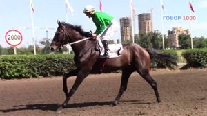 Испытания лошадей Ростов ДЕРБИ 2024