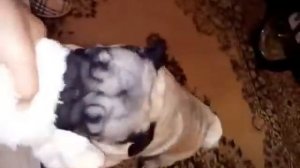 Тося бесится|Канал Тоси