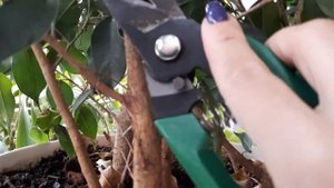 Обрезка фикуса Бенджамина  Секреты выращивания красивого фикус #обрезкафикуса #фикусбенджамина